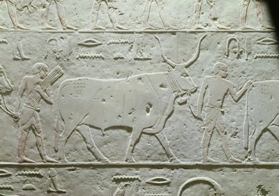 Pastevec vedoucí býka, detail z Mastaby z Akhethotepu, ze Sakkáry, Stará říše, cca 2500 př. n. l. (malovaný vápenec) od Egyptian 5th Dynasty