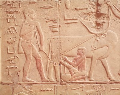 Reliéf zobrazující muže dojícího krávu z Mastaby z Kagemni, Stará říše (malovaný vápenec) od Egyptian 6th Dynasty