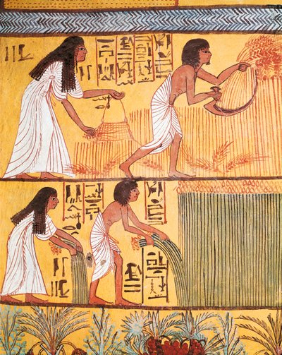 Detail scény sklizně na východní zdi, z hrobky Sennedjem, The Workers