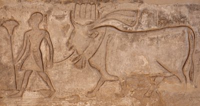 Muž táhnoucí krávu, Hořův chrám, Edfu od Egyptian Egyptian