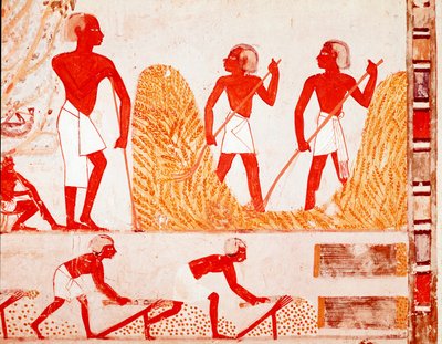 Scéna sklizně ve starověkém Egyptě (Fresco od Egyptian Egyptian