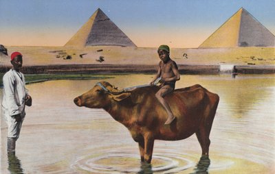 Káhira, pyramidy a bizoni na Nilu (barevné foto) od Egyptian Photographer