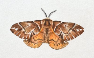 Kentish Glory Moth, 2023 od Eleanor Grafton