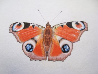 Motýl páv, 2012 (akvarel a tužka) od Eleanor Grafton
