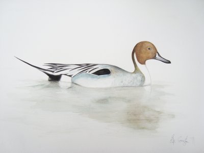 Kachnička, 2011 (akvarel a tužka) od Eleanor Grafton