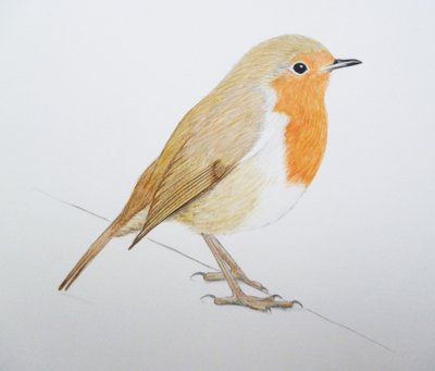 Robin, 2011 (akvarel a tužka) od Eleanor Grafton