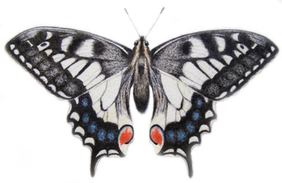 Vlaštovčí ocas, 2012 (akvarel a tužka) od Eleanor Grafton