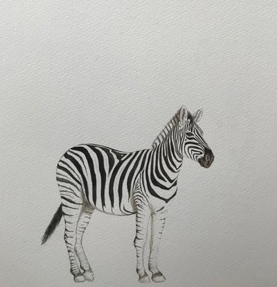 Zebra, 2018 (akvarelová tužka a barva) od Eleanor Grafton