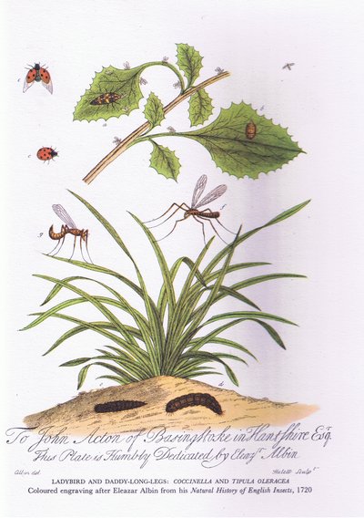 Lady Bird a Daddy Long Legs: Coccinella a Tipula Oleracea (barva litho) od Eleazar (after) Albin