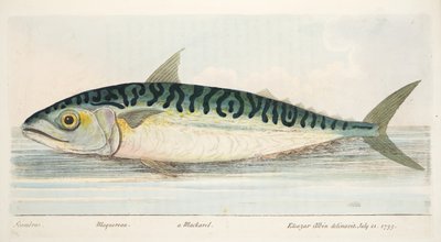 Makrela, z Pojednání o rybách a rybnících, hospoda. 1832 (ručně kolorovaná rytina) od Eleazar Albin