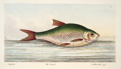 Plotice, z Pojednání o rybách a rybnících, hospoda. 1832 (ručně kolorovaná rytina) od Eleazar Albin