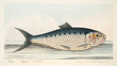 The Shad, z Pojednání o rybách a rybnících, hospoda. 1832 (ručně kolorovaná rytina) od Eleazar Albin