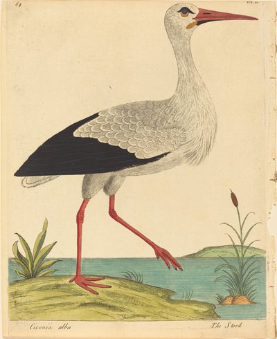 The Stork Ciconia Alba, publikoval 17311738. od Eleazar Albin