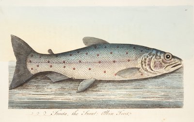 Pstruh, z Pojednání o rybách a rybnících, hospoda. 1832 (ručně kolorovaná rytina) od Eleazar Albin