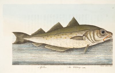 Whiting, z Pojednání o rybách a rybnících, hospoda. 1832 (ručně kolorovaná rytina) od Eleazar Albin