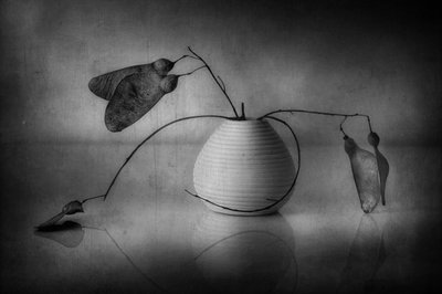 Minimalistické botanické zátiší od Elena Arjona