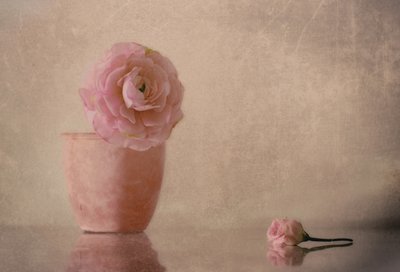 Jemně růžový ranunculus v plném květu od Elena Arjona