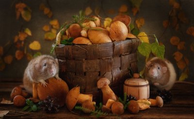 Podzimní houboví kamarádi od Eleonora Grigorjeva
