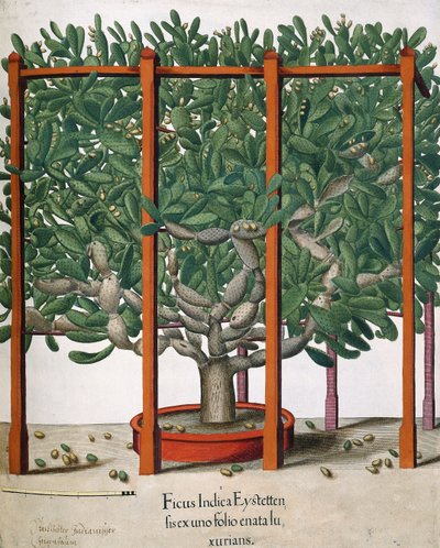 Ficus Indica Eystetten fis ex uno Folio Enata lu Xurians, 1613 od Elias Gottleib Haussmann