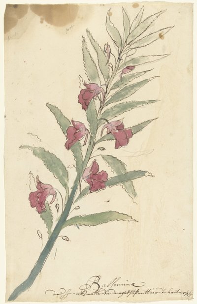 balsémie od Elias van Nijmegen