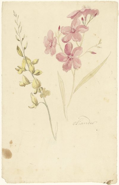 Oleandr a brzda od Elias van Nijmegen