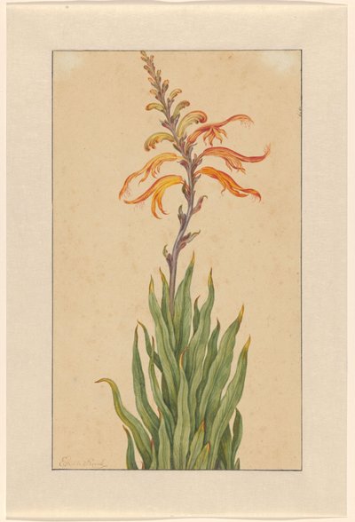 Crocosmia (Montbretia) od Elias van den Broeck (signed by artist)