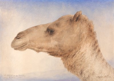 Portrét umělce Dromedary od Elijah Walton