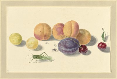 Broskve, švestky, třešně a dva hmyzy od Elisabeth Geertruida van de Kasteele