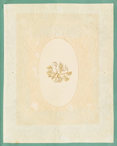 Mořské řasy od Eliza A. Jordson