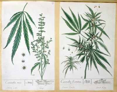 Cannabis mas a Cannabis foemina, z 