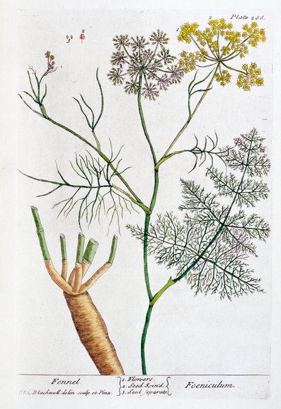 Fenykl, 1782 od Elizabeth Blackwell