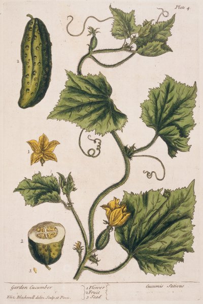 Okurka zahradní, deska 4 z knihy "A Curious Herbal", vydané v roce 1782 (barevná rytina) od Elizabeth Blackwell