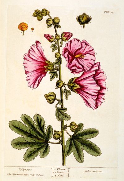Hollyhocks, deska 54 z 