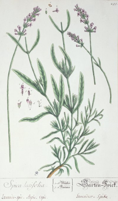 Lavender Spike, talíř z 