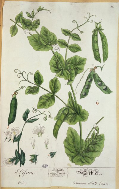 Hrách, deska z "Herbarium Blackwellianum", autor, 1757 (pero, tuš a čb na papíře) od Elizabeth Blackwell