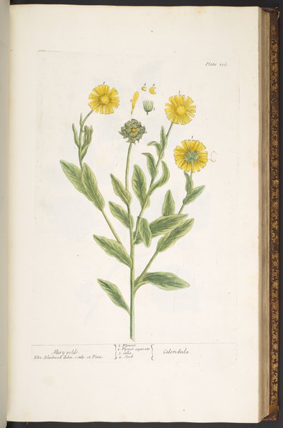 Talíř 106, Mary Golds, z 