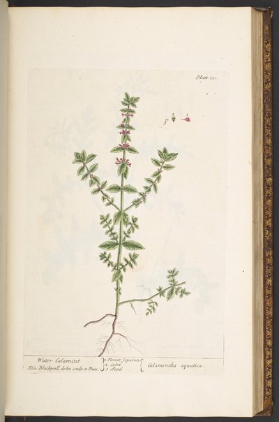 Talíř 131, z 