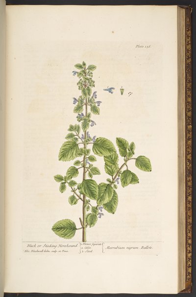 Talíř 136, z 