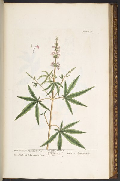 Talíř 139, z 