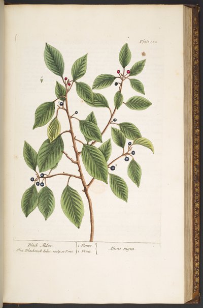 Talíř 152, z 