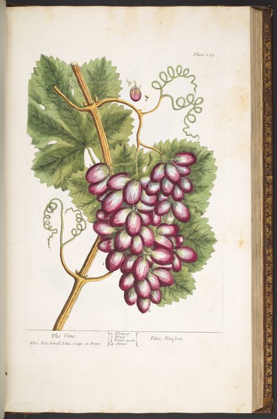 Talíř 153, z 