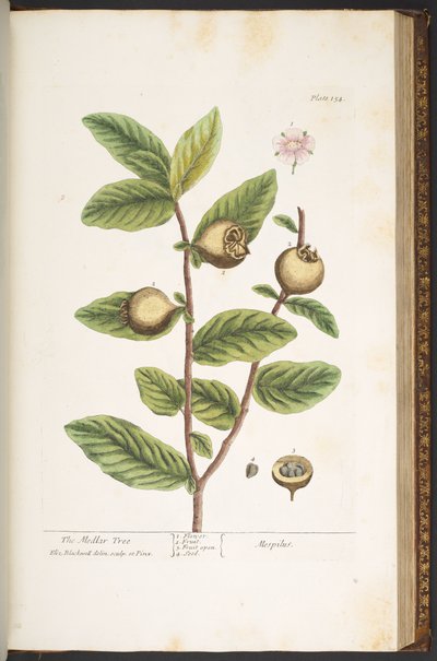 Talíř 154, z 