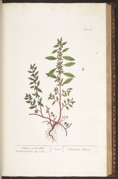 Talíř 156, z 