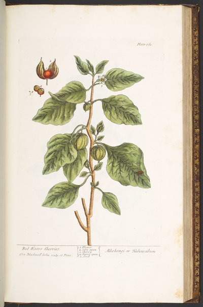 Talíř 161, z 