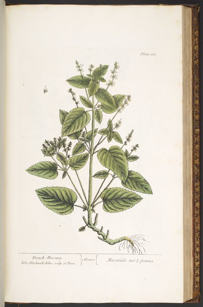 Talíř 162, z 