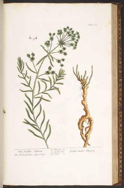Talíř 163, z 