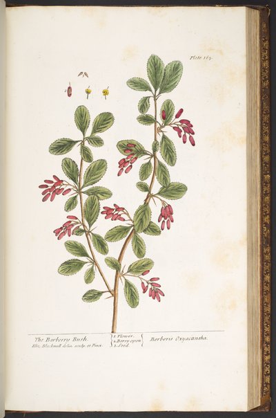 Talíř 165, Dřišťálový keř, z 
