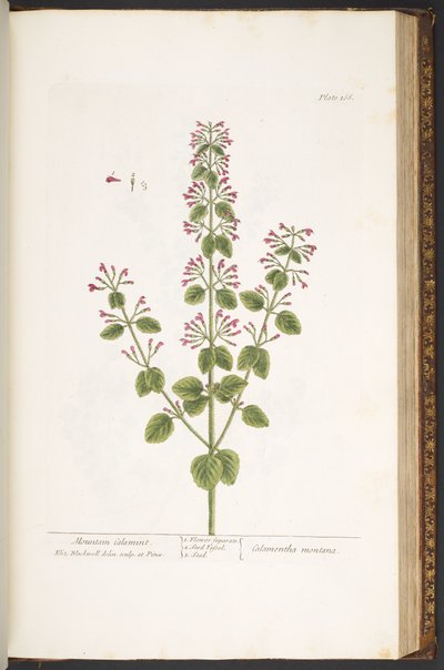 Talíř 166, Mountain Calamint, z 