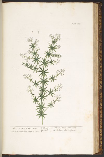 Talíř 168, z 