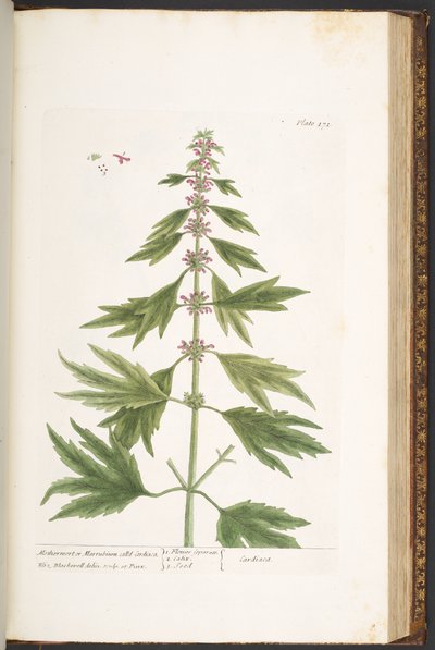Talíř 171, z 